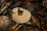 lactarius_xanthogalactus